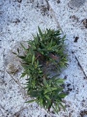 Dichanthelium commutatum