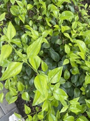 Jasminum fluminense
