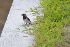 Lonchura leucogastroides