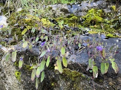 Melanoseris macrorhiza