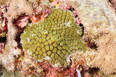 Galaxea fascicularis