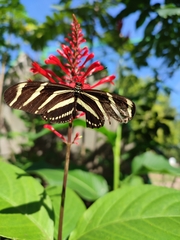Heliconius charithonia