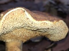 Hydnum umbilicatum