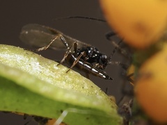 Aphidiinae