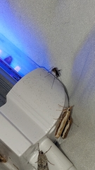 Aedes notoscriptus