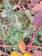 Linaria purpurea