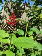 Heliconius charithonia