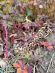 Linaria purpurea