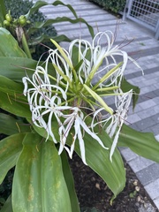 Crinum