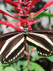 Heliconius charithonia