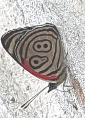 Diaethria clymena