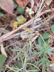 Linaria purpurea