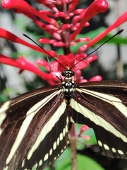 Heliconius charithonia