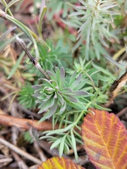 Linaria purpurea
