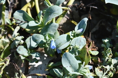 Mertensia simplicissima