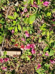 Lantana montevidensis