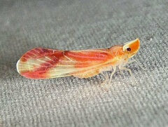 Otiocerus coquebertii