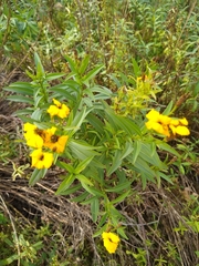 Tagetes lucida