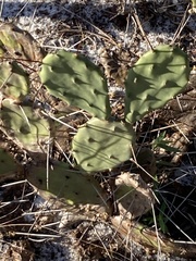 Opuntia austrina