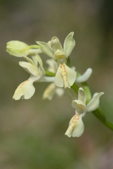 Orchis provincialis
