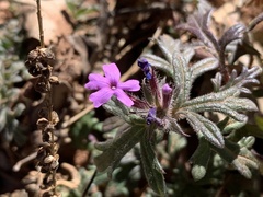 Glandularia chiricahensis