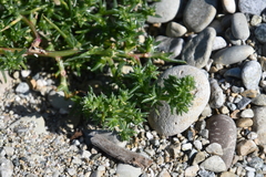 Salsola komarovii