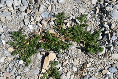 Salsola komarovii