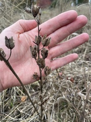 Camassia quamash
