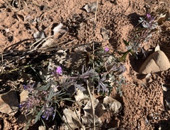 Glandularia chiricahensis