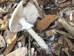 Amanita polypyramis