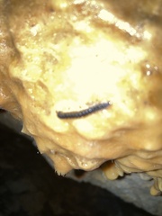 Asiomorpha coarctata