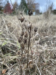 Camassia quamash