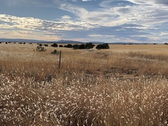 Bothriochloa barbinodis