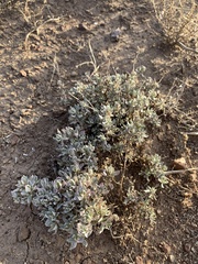 Atriplex confertifolia