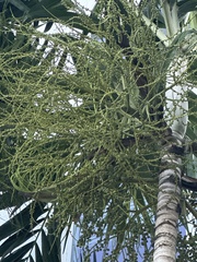 Arecoideae