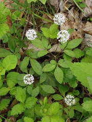 Panax trifolius