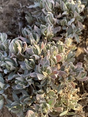 Atriplex confertifolia
