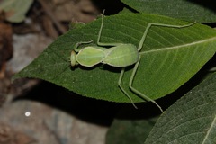 Rhombomantis tectiformis