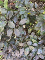 Calyptranthes pallens