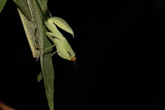 Rhombomantis tectiformis