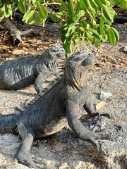 Amblyrhynchus cristatus