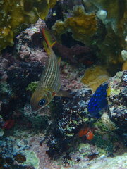 Neoniphon vexillarium