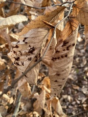 Acalitus ferrugineum