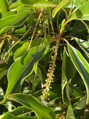 Citharexylum spinosum