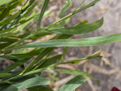 Acacia stricta