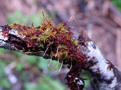 Ulota