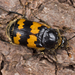 Vespillo Burying Beetle - Photo (c) Nikolai Vladimirov, some rights reserved (CC BY-NC), uploaded by Nikolai Vladimirov