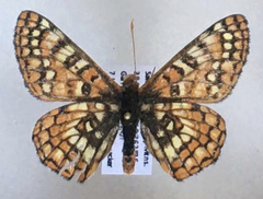 Euphydryas anicia wecoeut