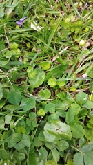 Hydrocotyle heteromeria