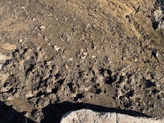 Odocoileus virginianus